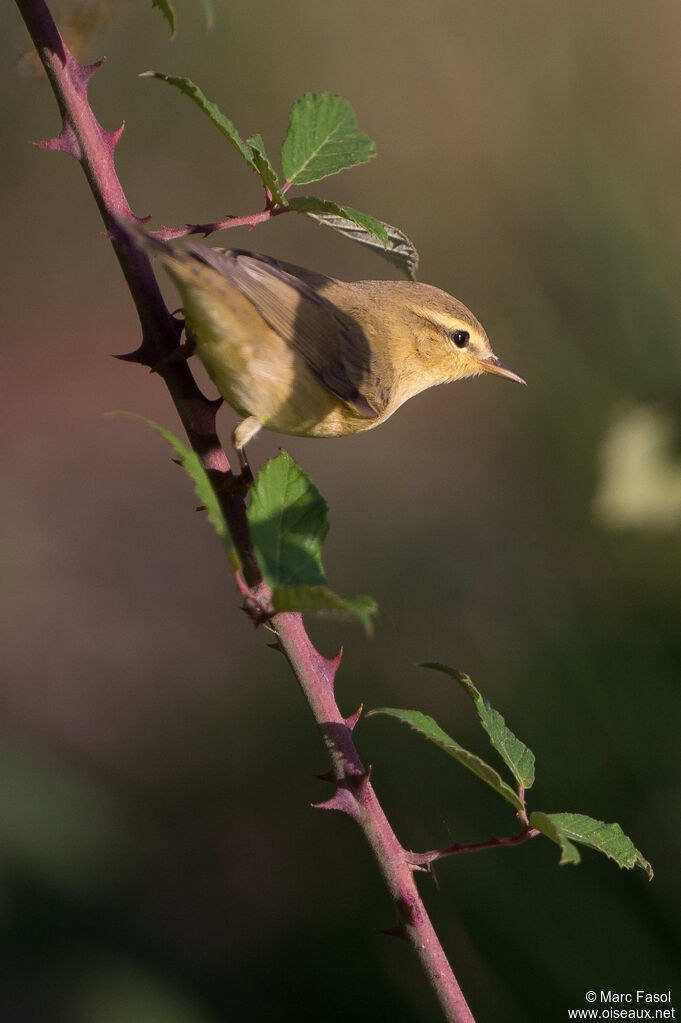 Willow Warblerjuvenile