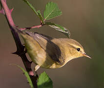 Willow Warbler