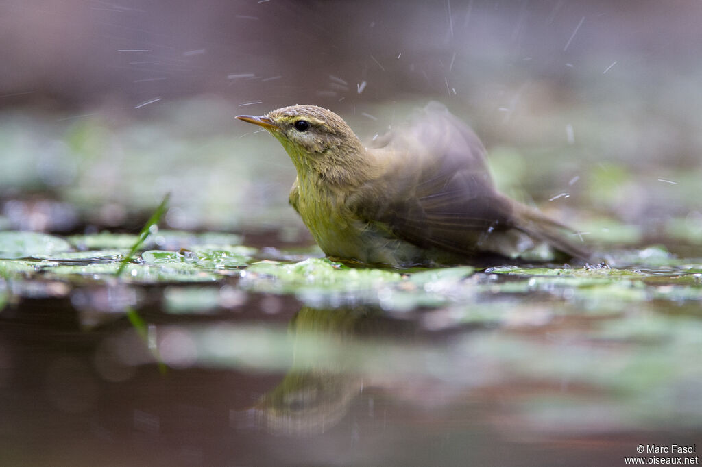 Willow Warblerjuvenile