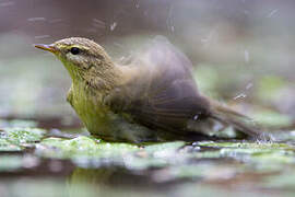 Willow Warbler