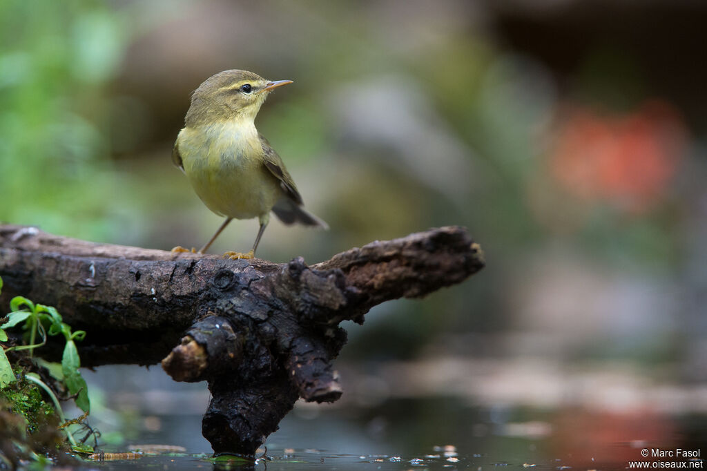 Willow Warblerjuvenile, identification