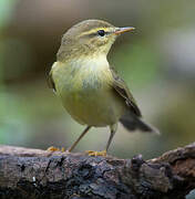 Willow Warbler