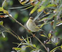 Willow Warbler