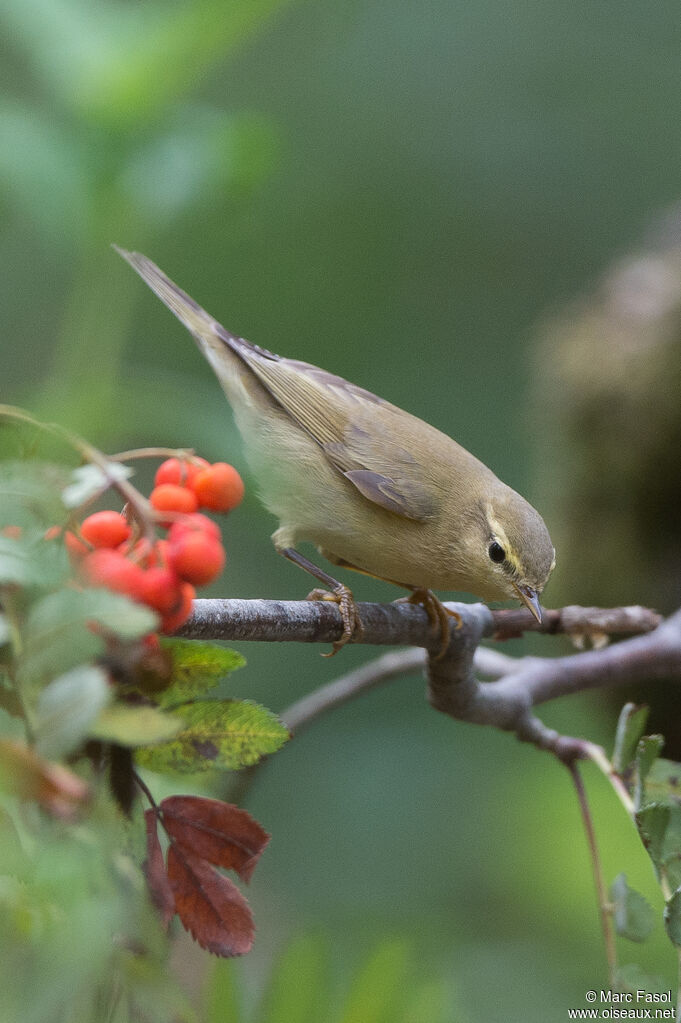 Pouillot fitisjuvénile, identification