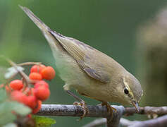 Willow Warbler