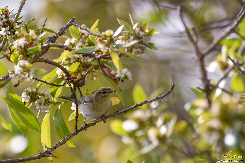 Willow Warbleradult breeding, identification, feeding habits, Behaviour