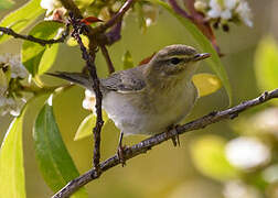 Willow Warbler