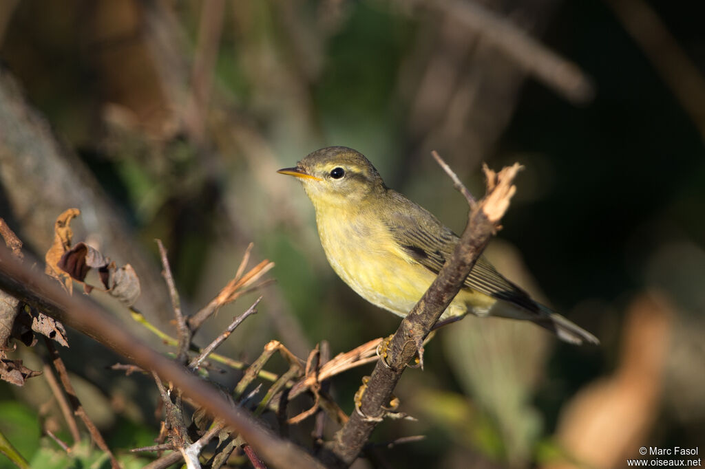 Pouillot fitisjuvénile, identification