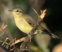 Willow Warbler