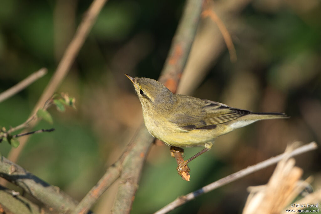 Pouillot fitisjuvénile, identification