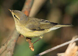 Willow Warbler