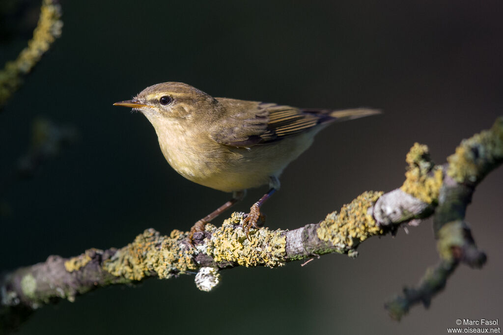 Willow Warbleradult post breeding, identification