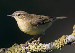 Willow Warbler