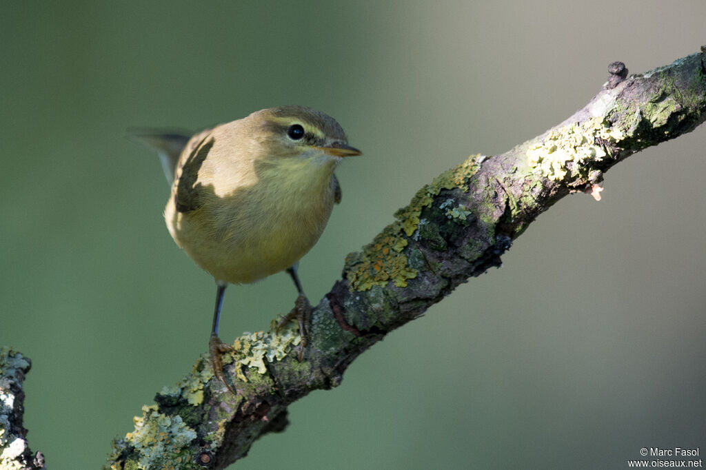 Willow Warbleradult post breeding, identification