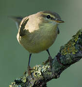 Willow Warbler