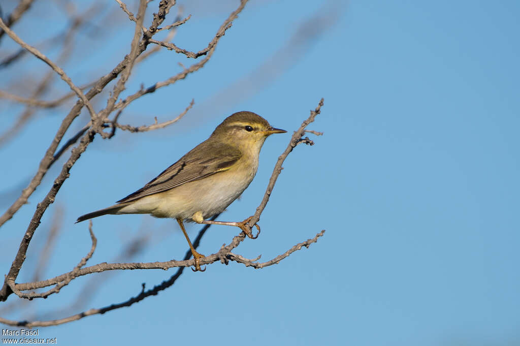 Pouillot fitisadulte, identification