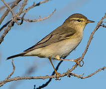 Willow Warbler