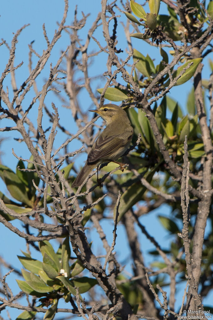 Pouillot fitisadulte, identification