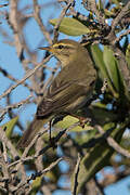 Willow Warbler