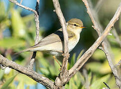 Willow Warbler