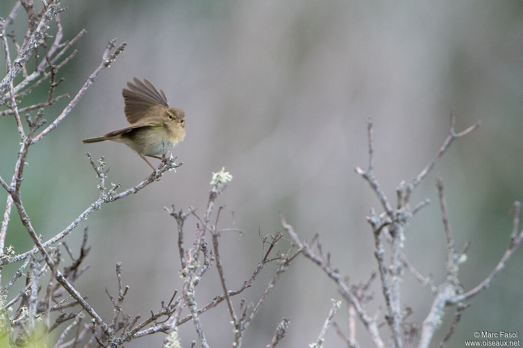 Iberian Chiffchaffadult post breeding, identification