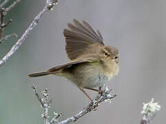 Iberian Chiffchaff