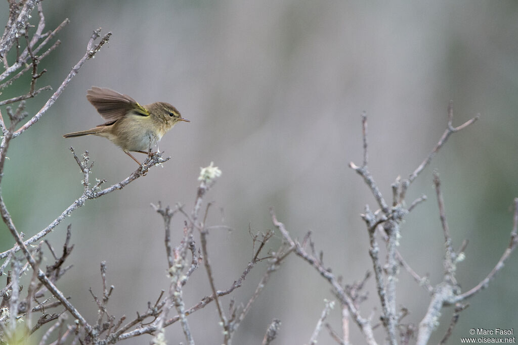 Iberian Chiffchaffadult post breeding, identification