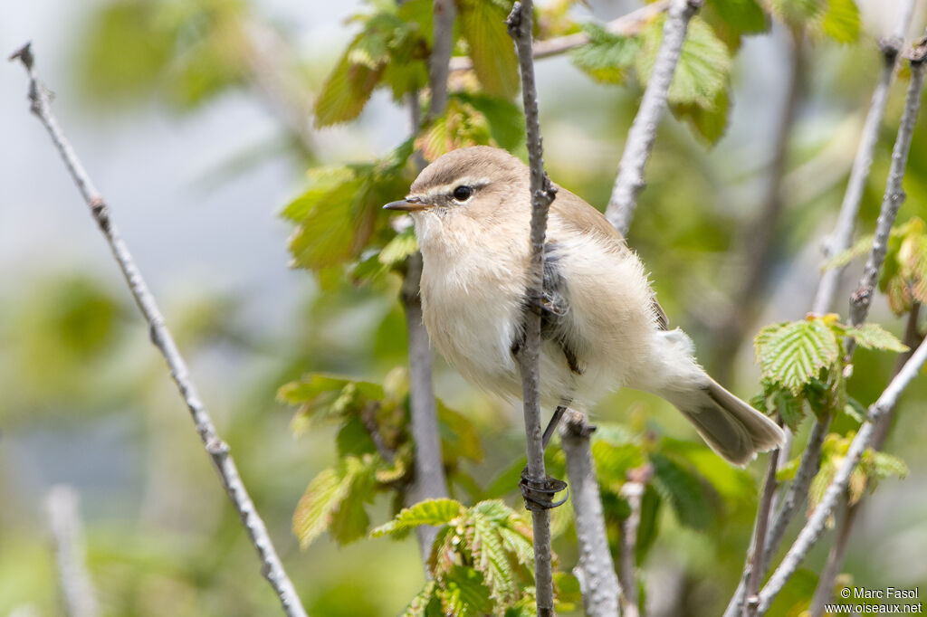 Mountain Chiffchaffadult, identification