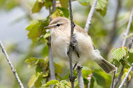 Mountain Chiffchaff