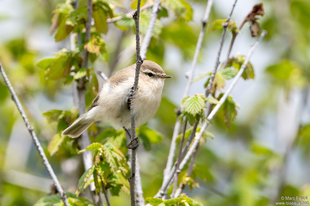 Mountain Chiffchaffadult, identification