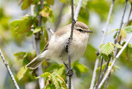 Mountain Chiffchaff