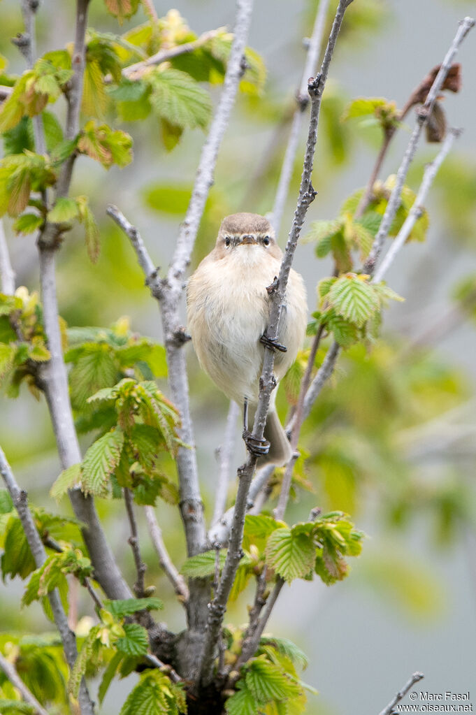 Mountain Chiffchaffadult, identification