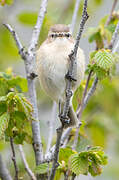 Mountain Chiffchaff