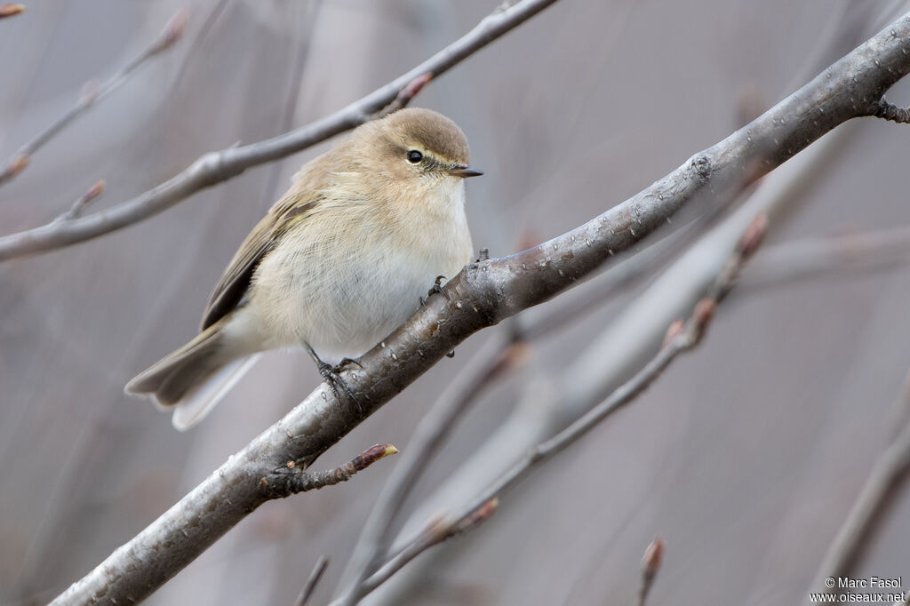 Mountain Chiffchaffadult, identification