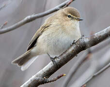 Mountain Chiffchaff