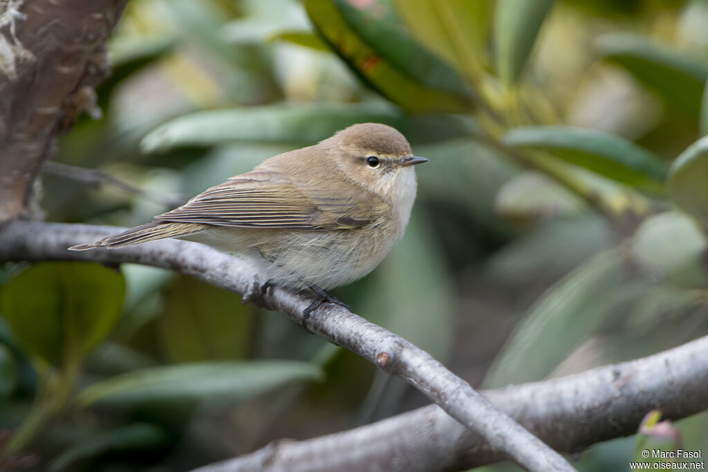 Pouillot montagnardadulte nuptial, identification