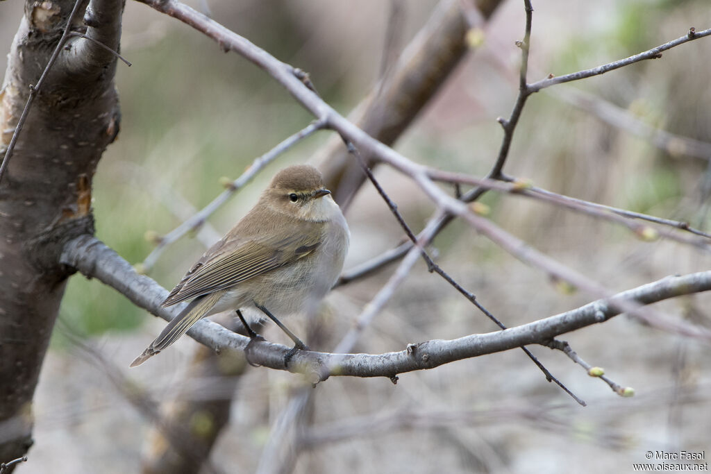 Mountain Chiffchaffadult, identification