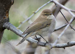 Mountain Chiffchaff