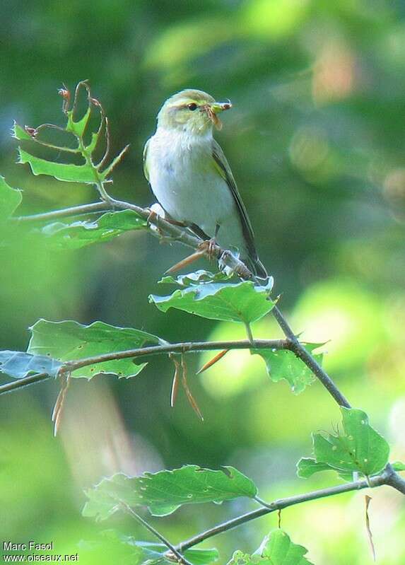 Wood Warbleradult, feeding habits, Reproduction-nesting, Behaviour