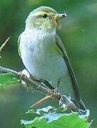 Wood Warbler