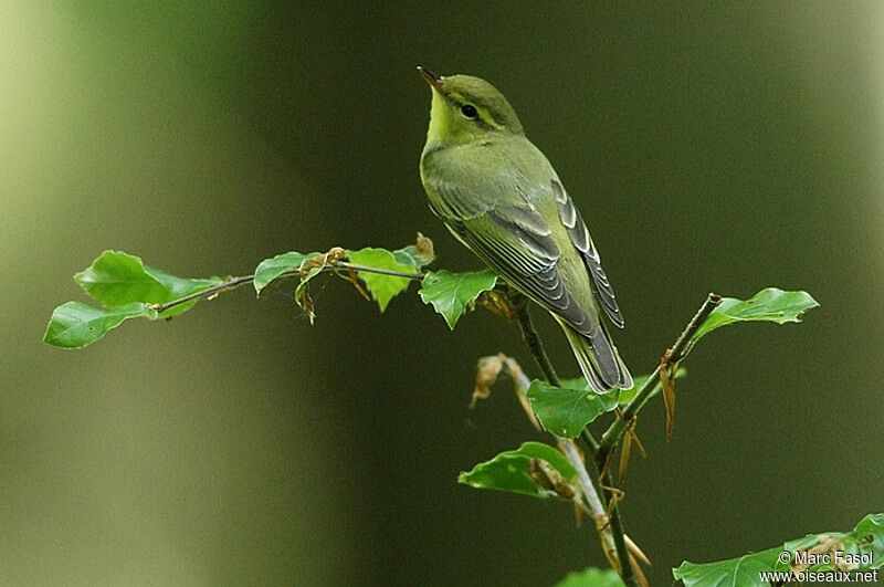 Pouillot siffleur mâle adulte nuptial, identification