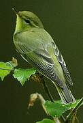 Wood Warbler