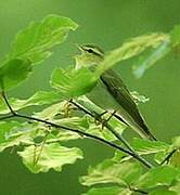 Wood Warbler