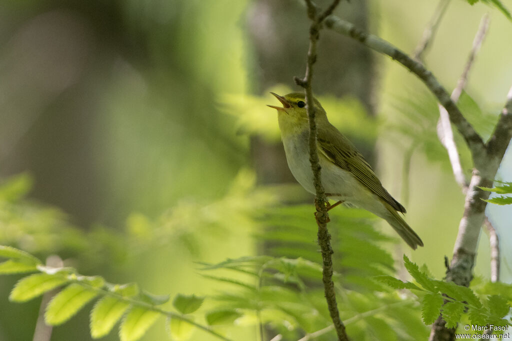 Pouillot siffleuradulte, identification, chant