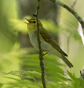 Wood Warbler