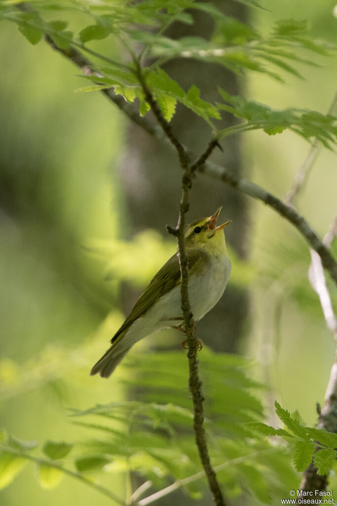 Pouillot siffleuradulte nuptial, identification, chant