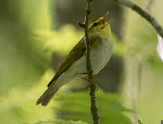 Wood Warbler