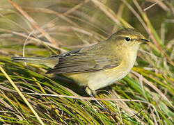 Common Chiffchaff