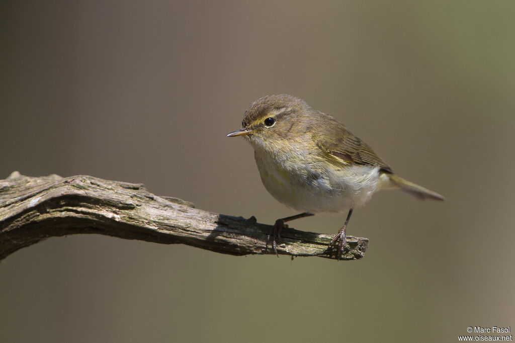 Pouillot véloceadulte, identification