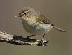 Common Chiffchaff